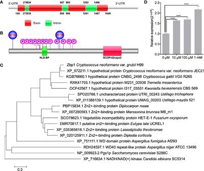 The F-Box Protein Fbp1 Regulates Virulence of Cryptococcus neoformans Through the Putative Zinc-Binding Protein Zbp1